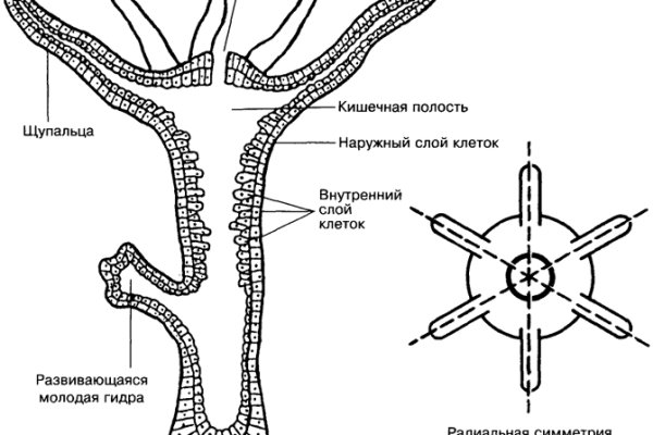 BlackSprutruzxpnew4af блэкспрут